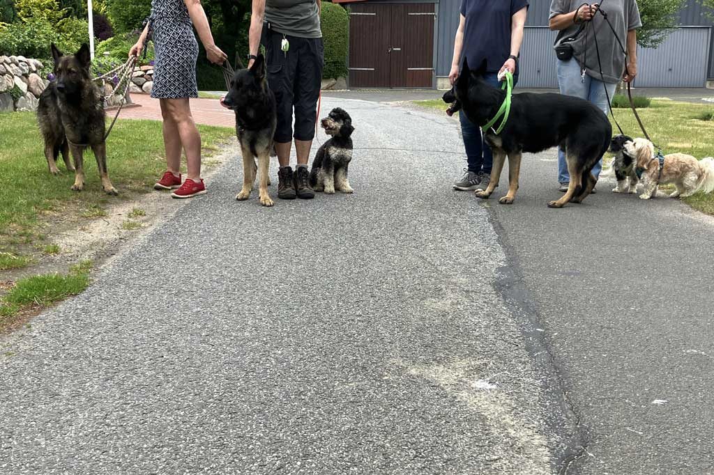 Förderung von Gehorsam und Vertrauen Hundetraining Nina Begleithundetraining