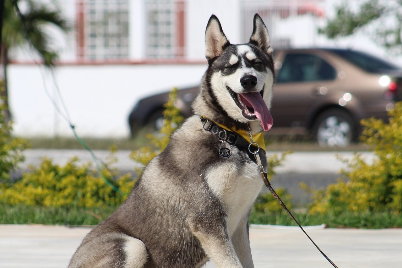 Unterstützung durch positive Trainingsmethoden Hundetraining Nina Verhaltensmodifikation